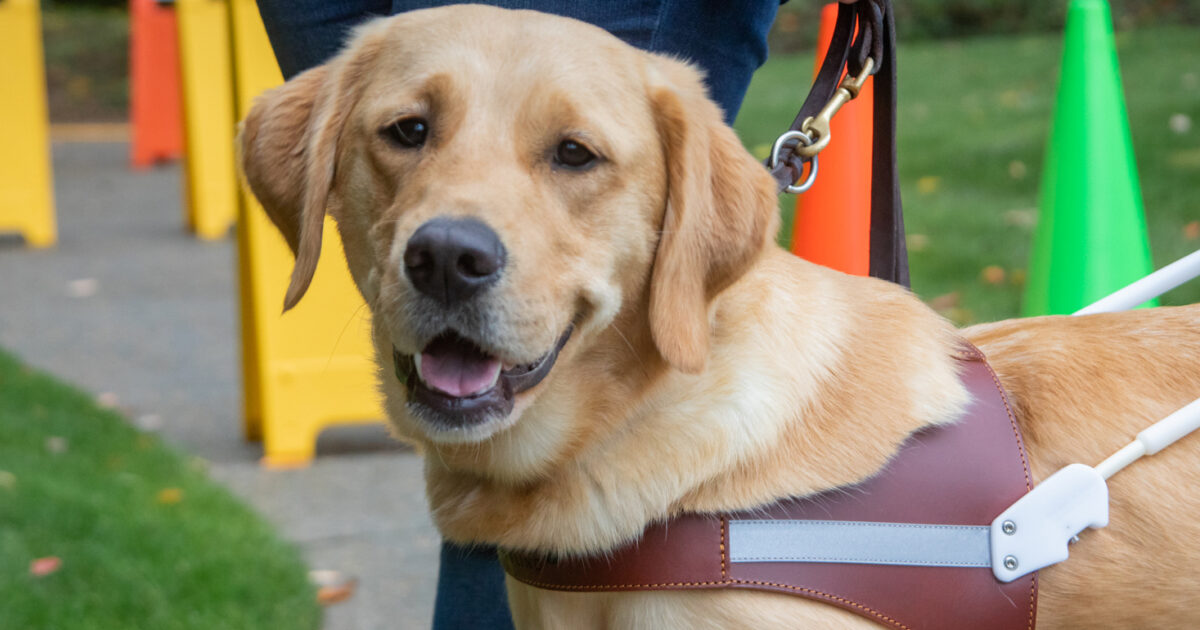 Guide Dog News | Guide Dogs for the Blind