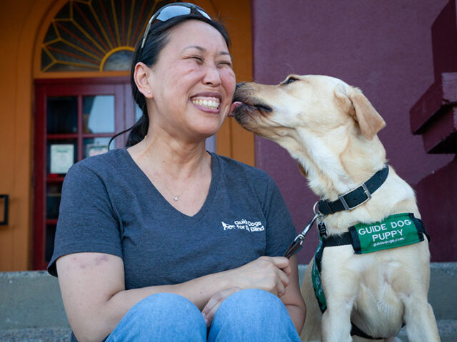 A volunteer puppy raiser gets a smooch from a yellow Lab puppy.