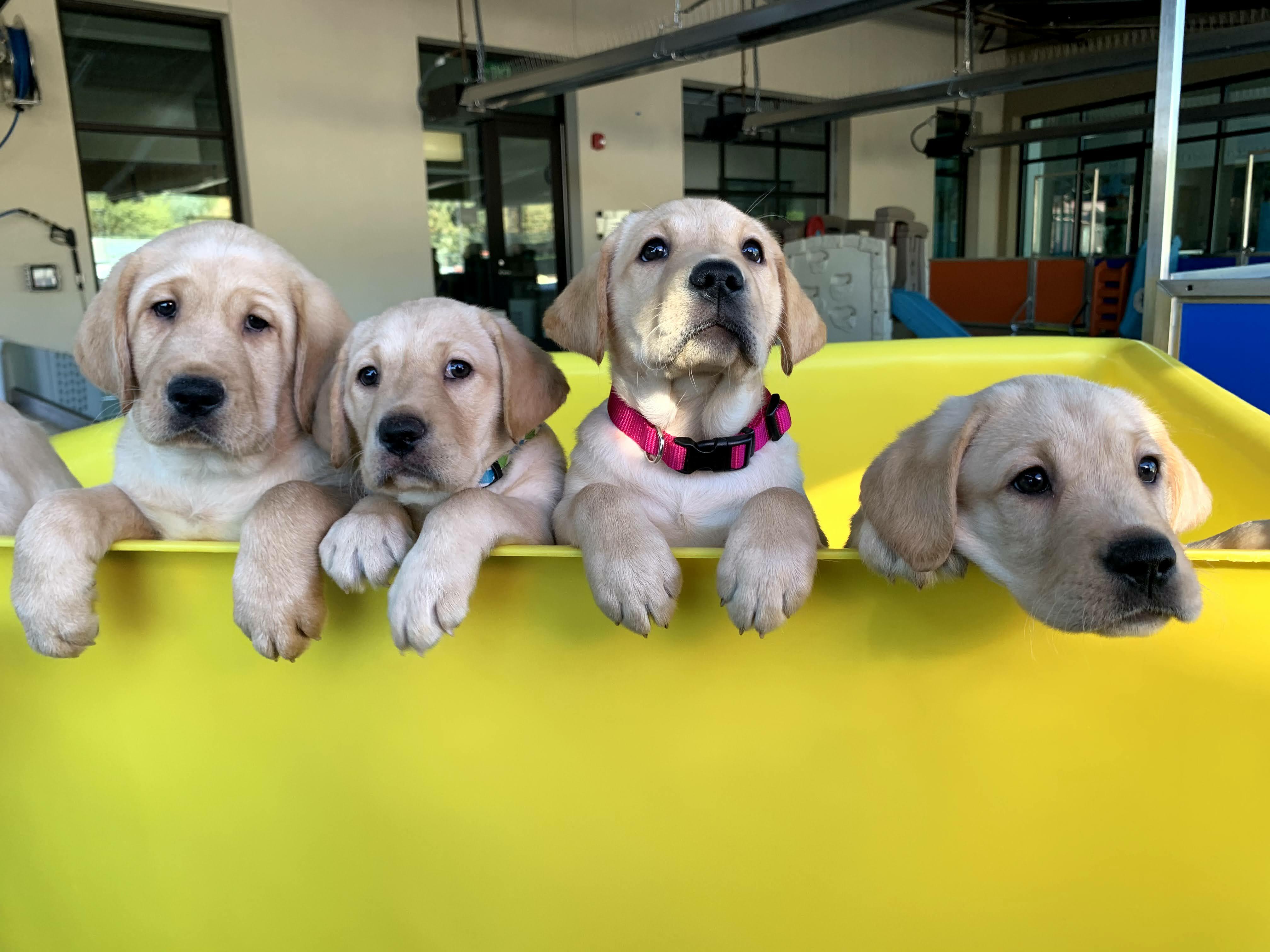 The importance of socialization for pups Guide Dogs for the Blind