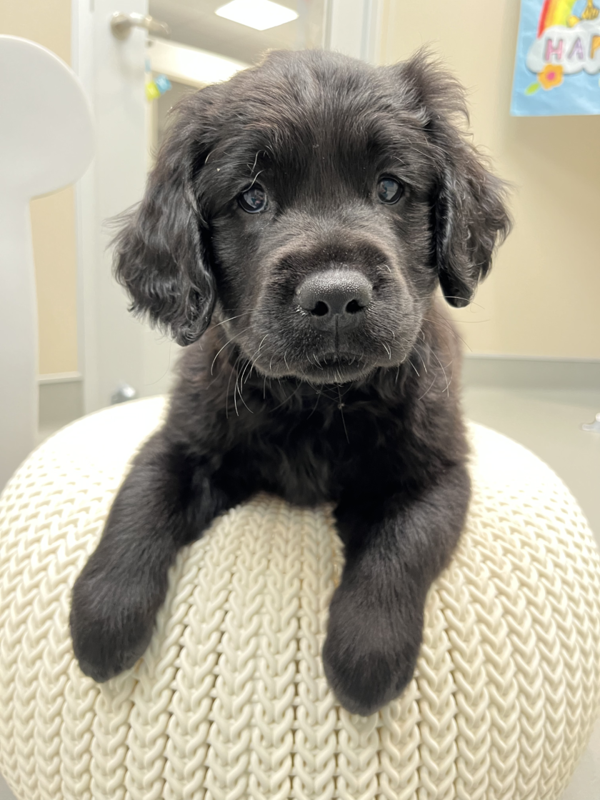 Black AND Fluffy Welcome Neutrino Guide Dogs for the Blind