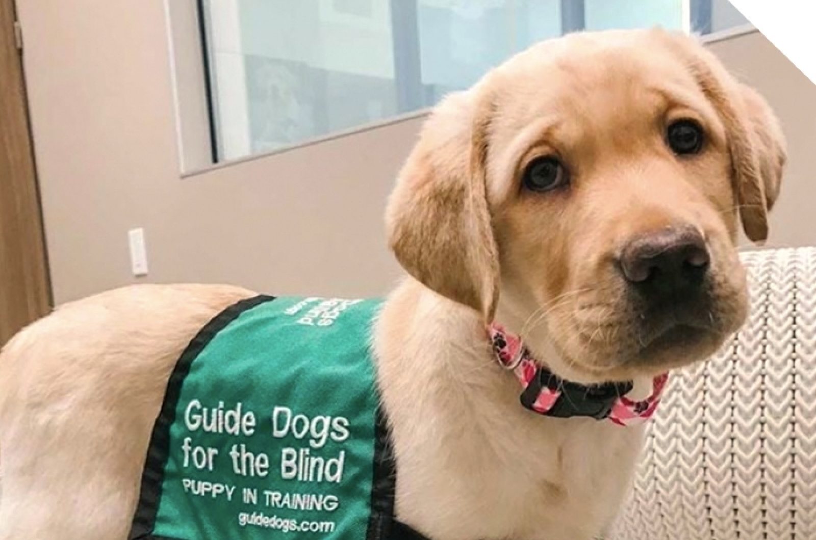 to Guide Dogs for the Blind Guide Dogs for the Blind