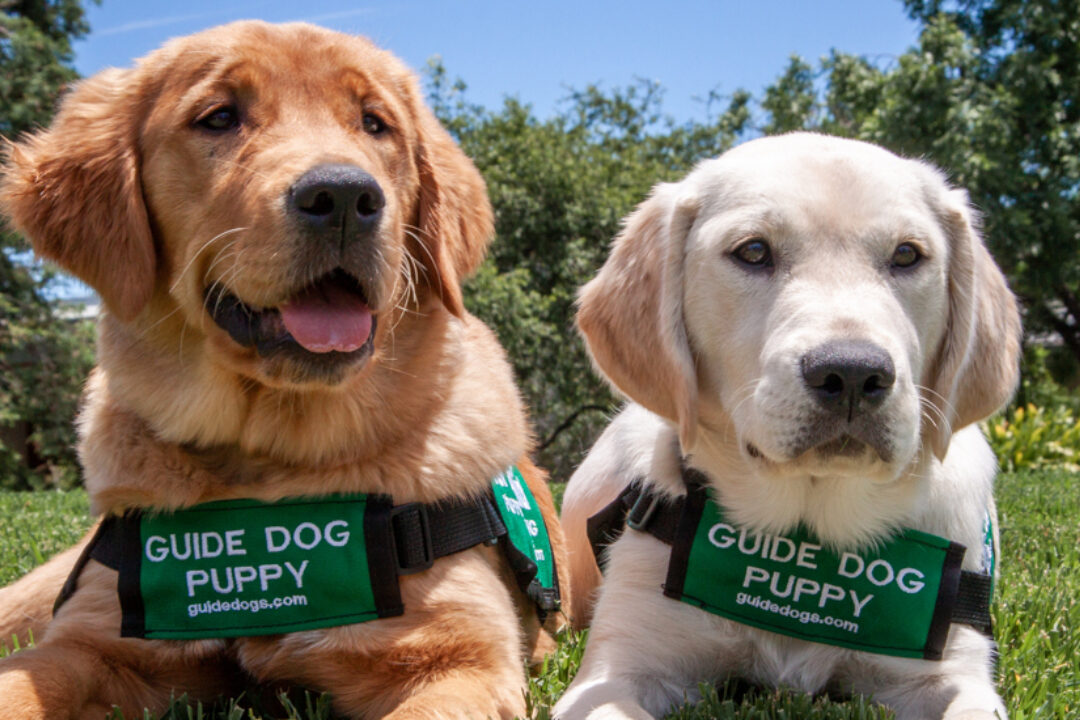 Guide dog shops puppies