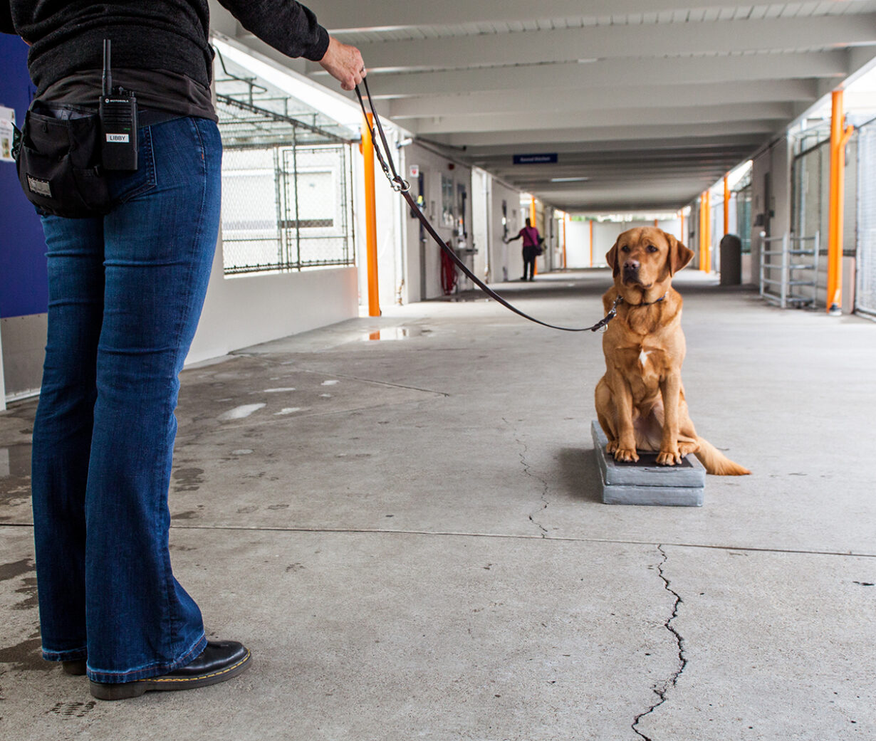 How Much Exercise Do Guide Dogs Get? Essential Fitness Insights