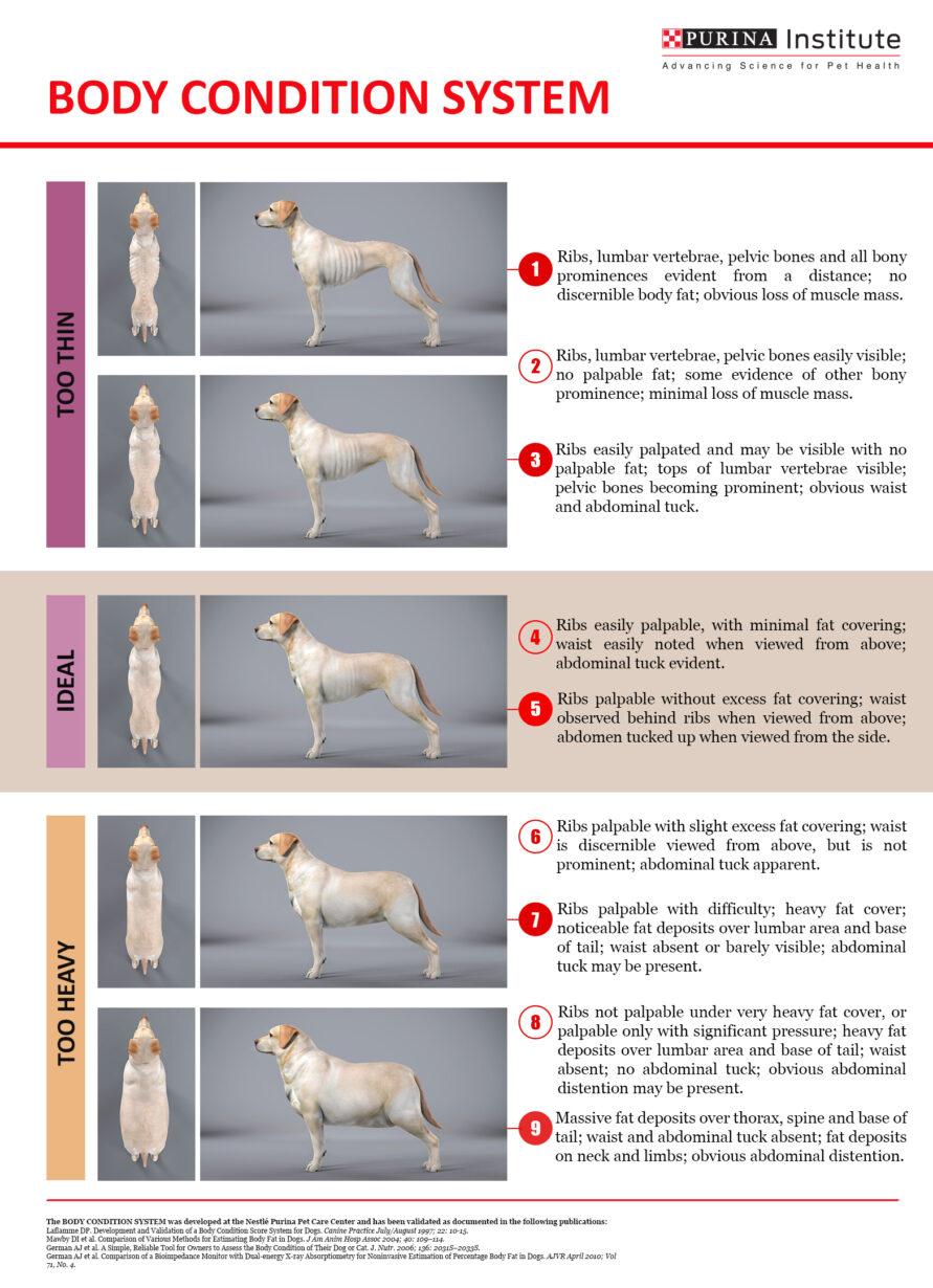 Body Condition Scoring (bcs) 