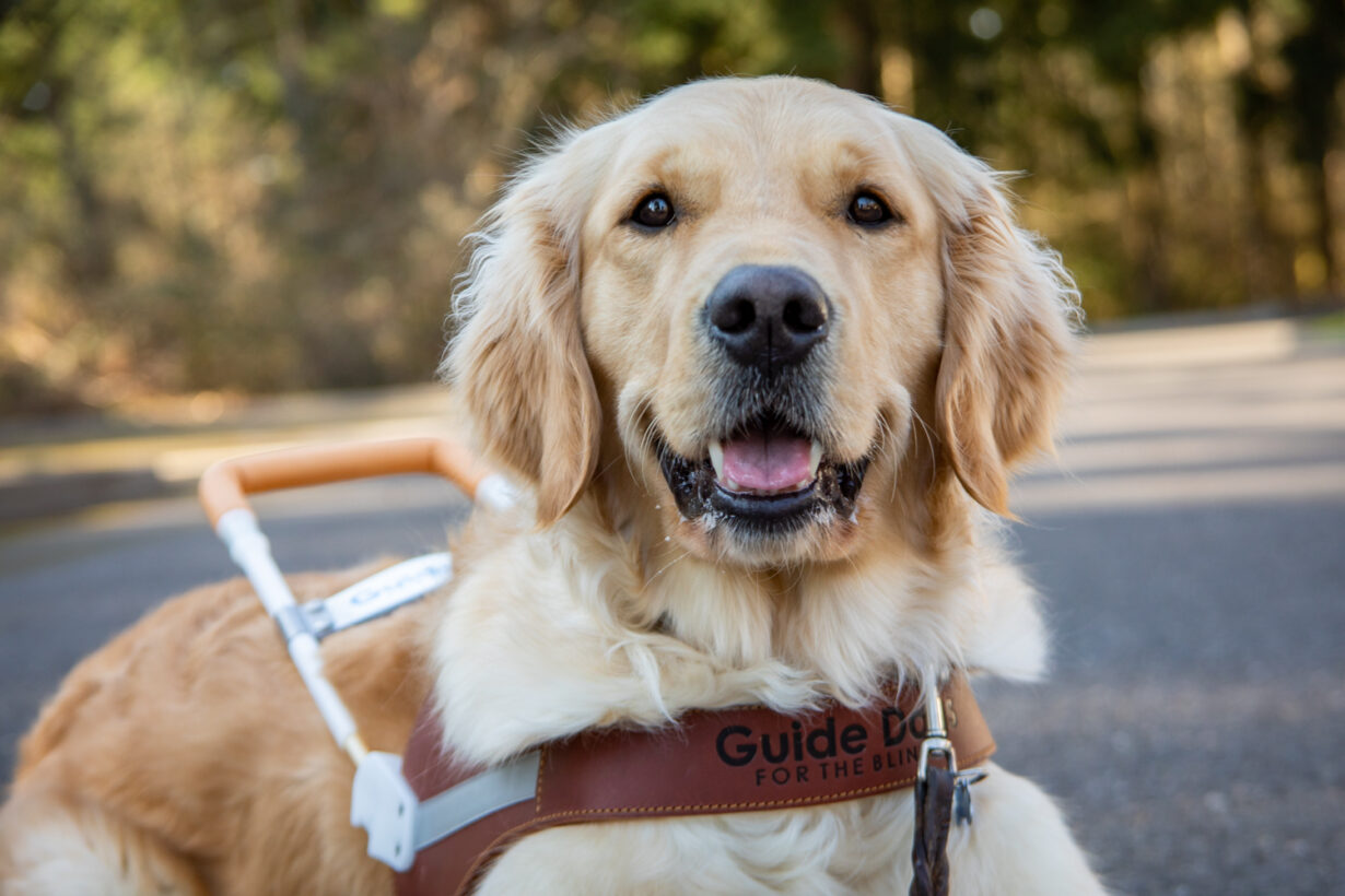 A grinning Golden Retriever guide dog.