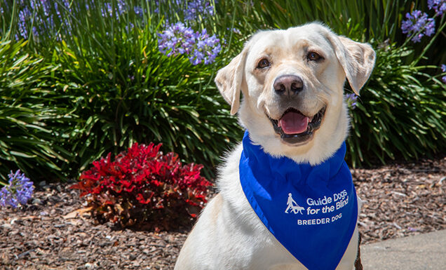 A yellow Lab wearing a blue bandana the reads Guide Dogs for the Blind Breeder Dog sits in front of a flowering landscape bed.