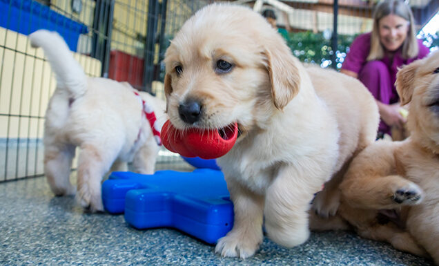 A fluffy Golden Retriever puppy carries a red toy in its mouth as it is playing with two other pups; a person is in the background.
