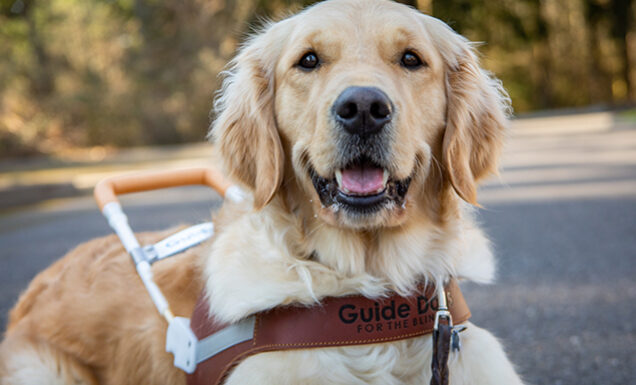 A grinning Golden Retriever guide dog.