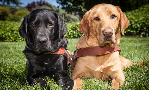 A black Lab guide dog sits next to a yellow Lab guide dog on a green lawn.